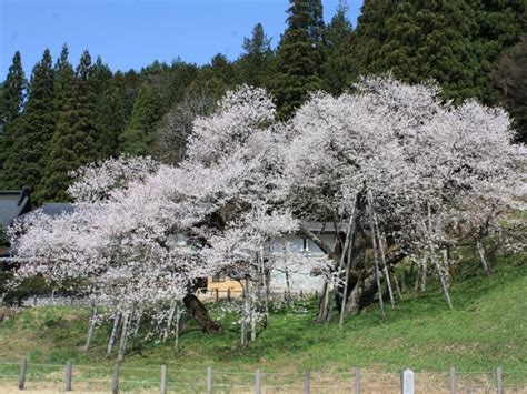 臥龍桜 開花状況|臥龍桜（がりゅうざくら）の桜まつり2024の開花状。